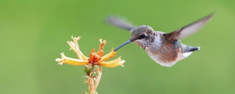Hummingbird in flight