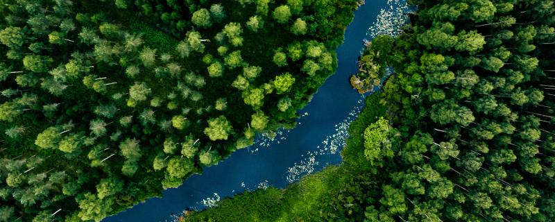 River flowing through forest